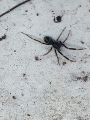 Liophrurillus flavitarsis