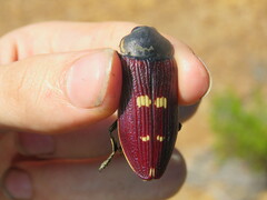Temognatha stevensii