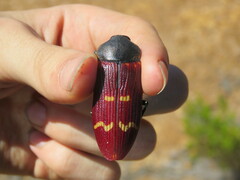 Temognatha stevensii