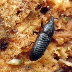 Cossonus
