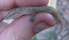 Hemidactylus kushmorensis