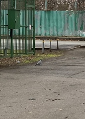 Columba palumbus