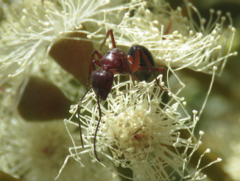 Camponotus postcornutus