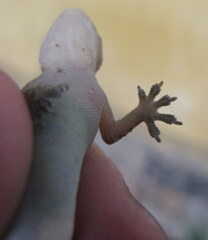 Hemidactylus kushmorensis