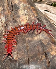 Scolopendra dehaani