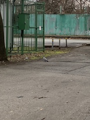 Columba palumbus