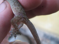 Hemidactylus kushmorensis