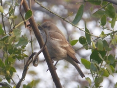 Gymnoris xanthocollis