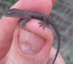 Hemidactylus kushmorensis