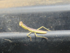 Orthodera