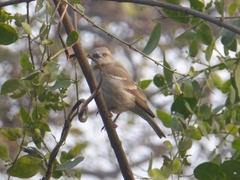 Gymnoris xanthocollis