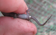 Hemidactylus kushmorensis