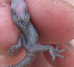 Hemidactylus kushmorensis