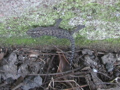 Hemidactylus kushmorensis