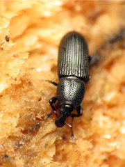 Cossonus