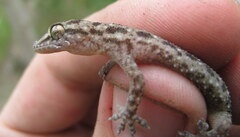 Hemidactylus kushmorensis