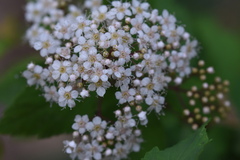 Spiraea fritschiana