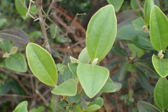 Rhodomyrtus tomentosa