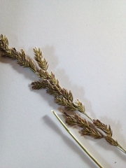 Festuca