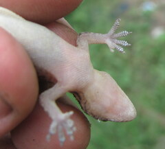 Hemidactylus kushmorensis