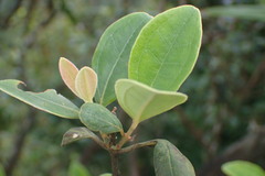 Rhodomyrtus tomentosa