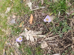 Crocus carpetanus