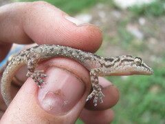 Hemidactylus kushmorensis
