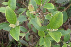Rhodomyrtus tomentosa