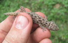 Hemidactylus kushmorensis