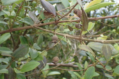 Rhodomyrtus tomentosa
