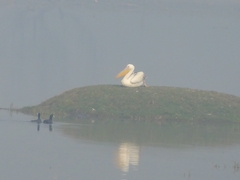 Pelecanus onocrotalus