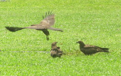 Milvus migrans