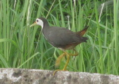 Amaurornis phoenicurus