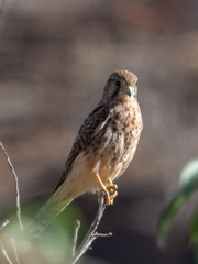 Falco tinnunculus canariensis
