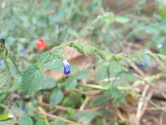 Salvia misella