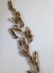 Festuca