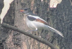 Copsychus saularis