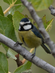 Cyanistes teneriffae
