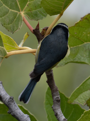 Cyanistes teneriffae