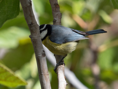 Cyanistes teneriffae