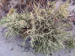 Salsola orientalis