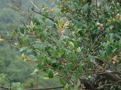 Vaccinium wrightii
