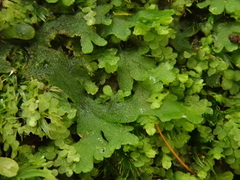 Riccardia chamaedryfolia