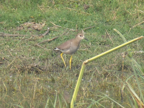 White-tailed Lapwing (Vanellus leucurus), photo 10