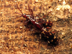 Arrhenodes minutus