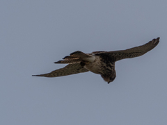 Falco tinnunculus canariensis