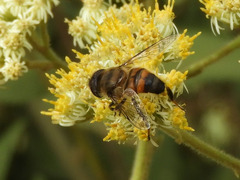 Phytomia