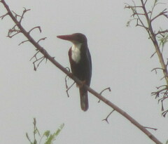 Halcyon smyrnensis
