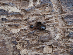 Dolichoderus quadripunctatus