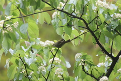 Phylloscopus reguloides